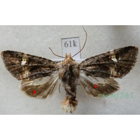 Rileyiana fovea (Treitschke, 1825) Hungaria61k